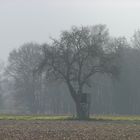 Nebel uber dem Acker