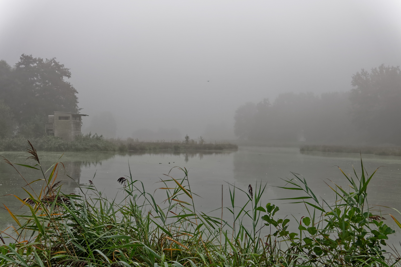 Nebel über dem Biotop am De Wittsee