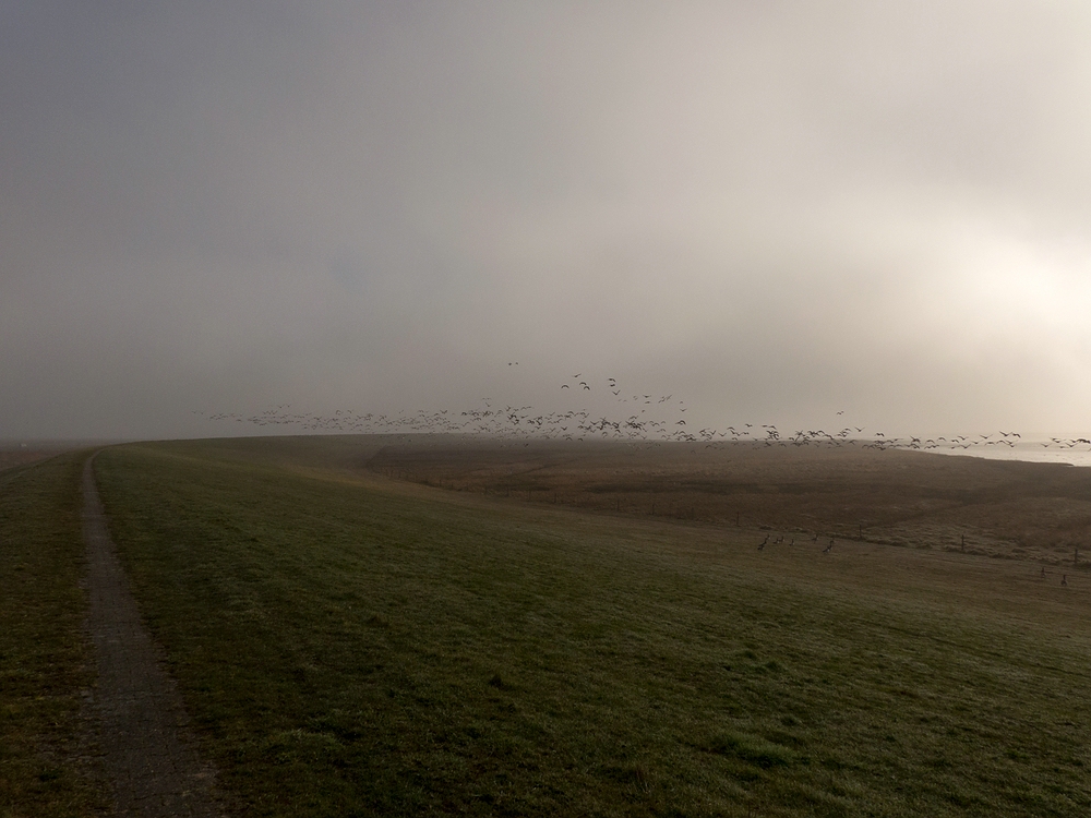 Nebel über dem Deich