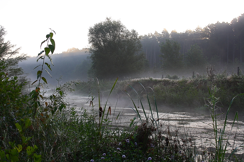 Nebel über dem Eisvogelrevier