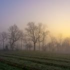 Nebel über dem Feld