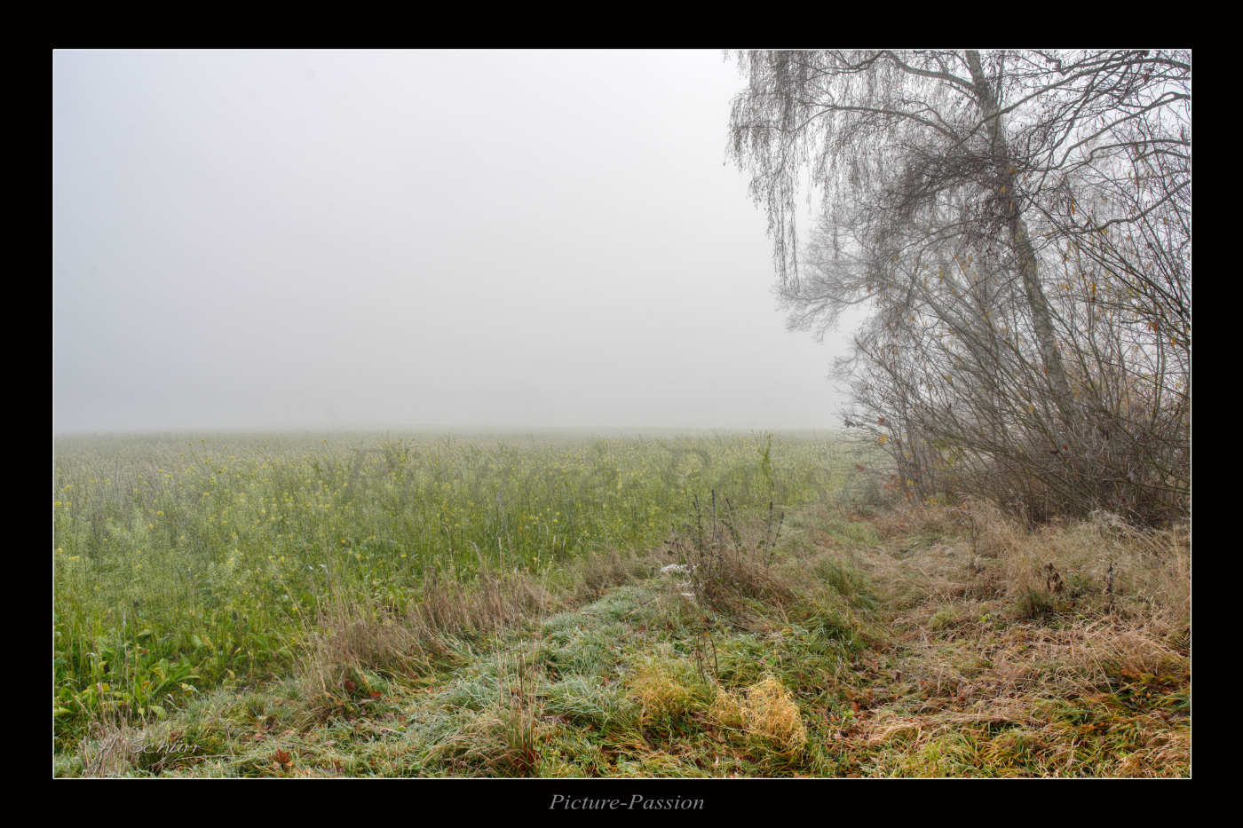 Nebel über dem Feld