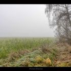 Nebel über dem Feld