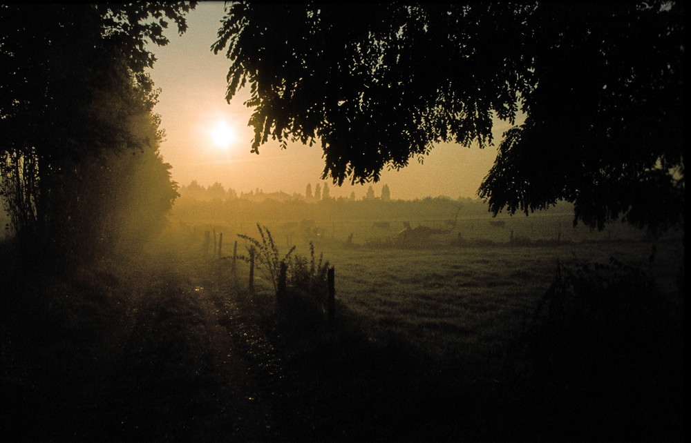 Nebel über dem Feld