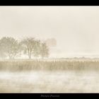 Nebel über dem Feld