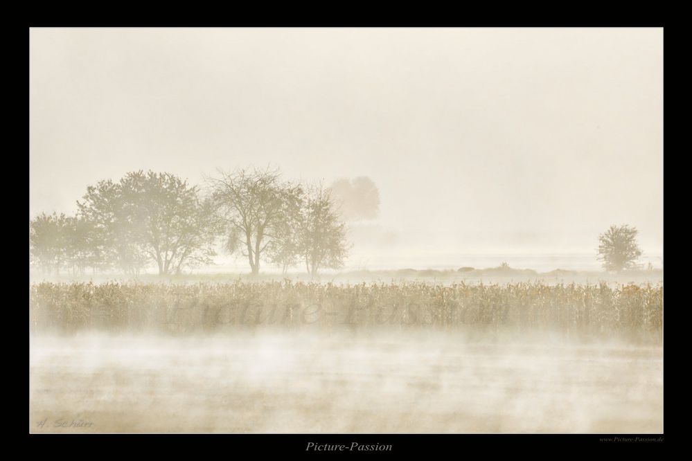 Nebel über dem Feld