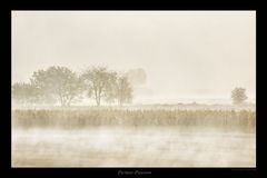 Nebel über dem Feld