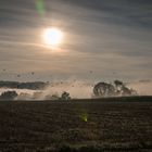 Nebel über dem Feld