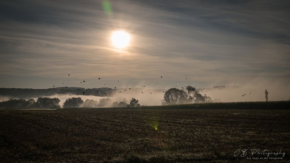 Nebel über dem Feld