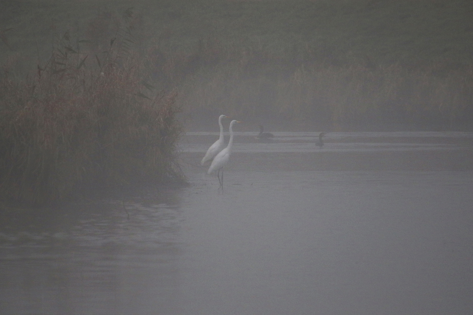 Nebel über dem Fluss