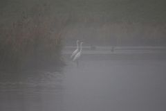 Nebel über dem Fluss