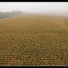 Nebel über dem Kornfeld