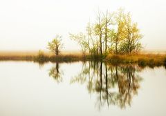 Nebel über dem Moor