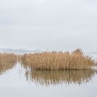 Nebel über dem Müggelsee