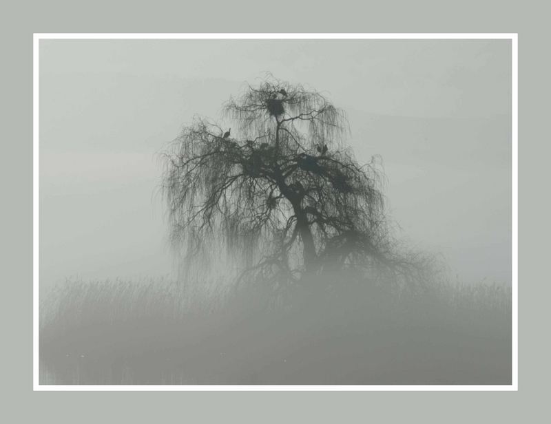 Nebel über dem Murtensee von Marco Renz