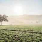 Nebel über dem Ottweiler Flur