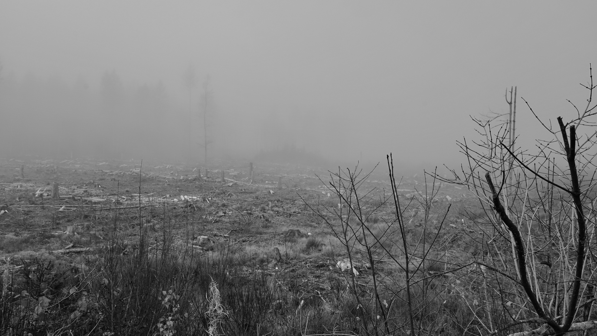 Nebel über dem Schlachtfeld ...