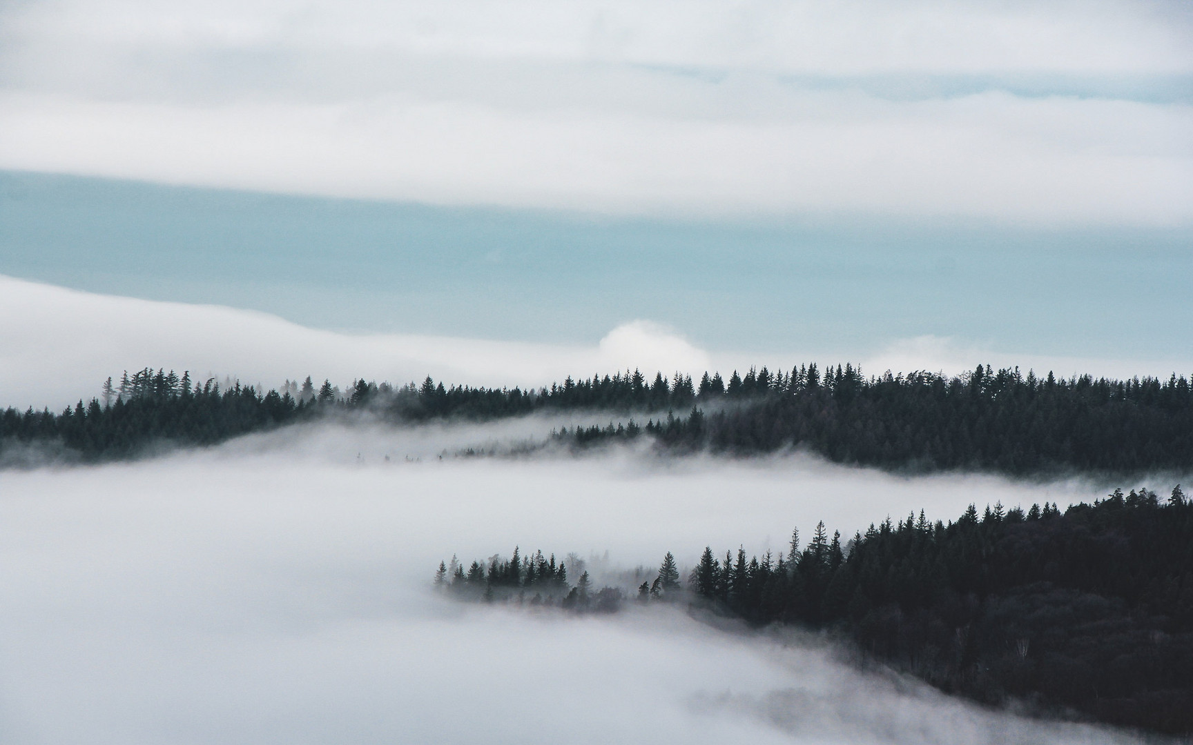 Nebel über dem Schwarzwald 