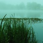 Nebel über dem See 