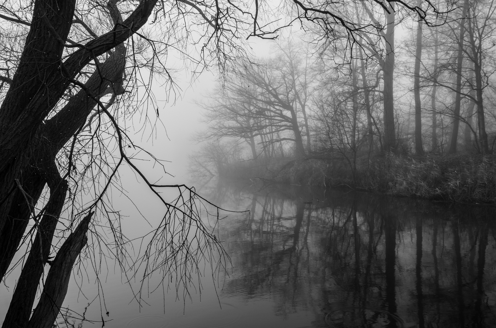 Nebel über dem See