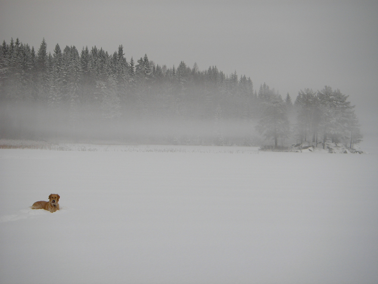 Nebel über dem See