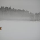 Nebel über dem See