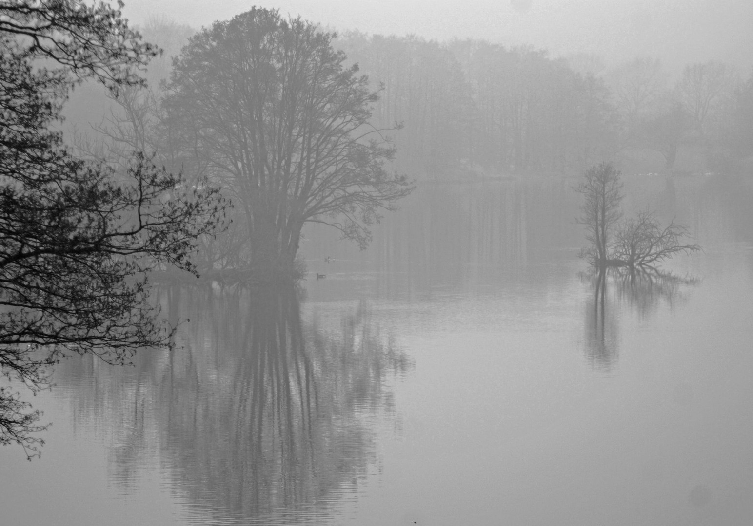 Nebel über dem See