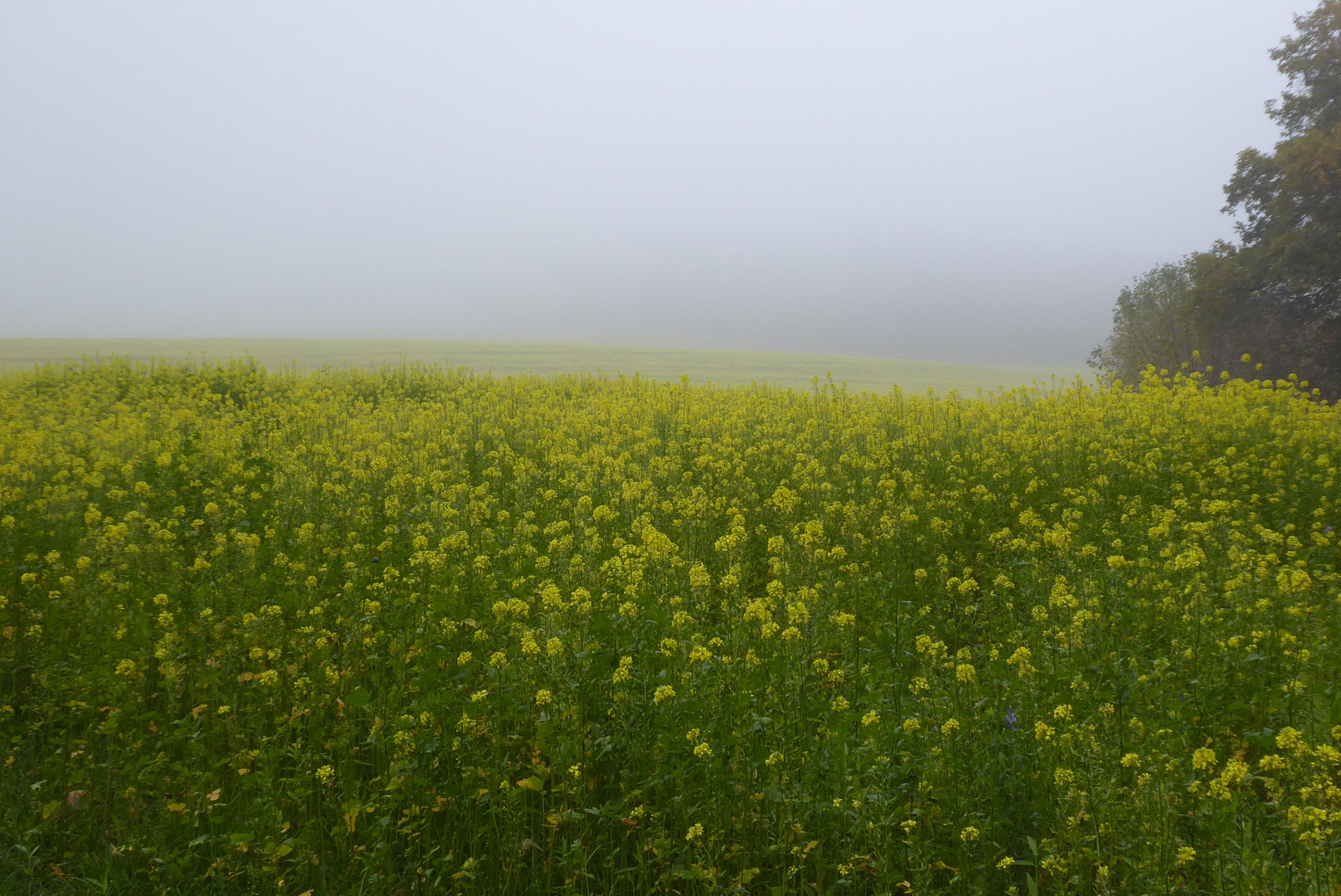 Nebel über dem Senffeld