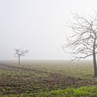 Nebel über dem Stennweiler Flur