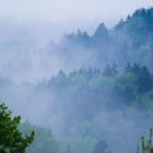 Nebel über dem Wald