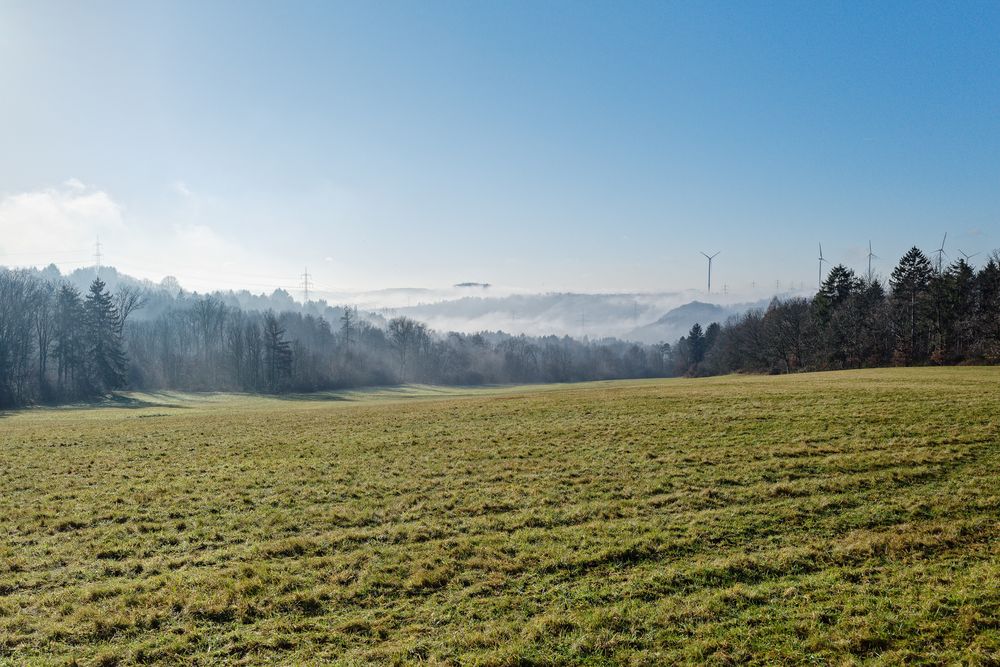 Nebel über dem Wald