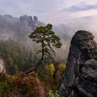 Nebel über dem Wehlgrund