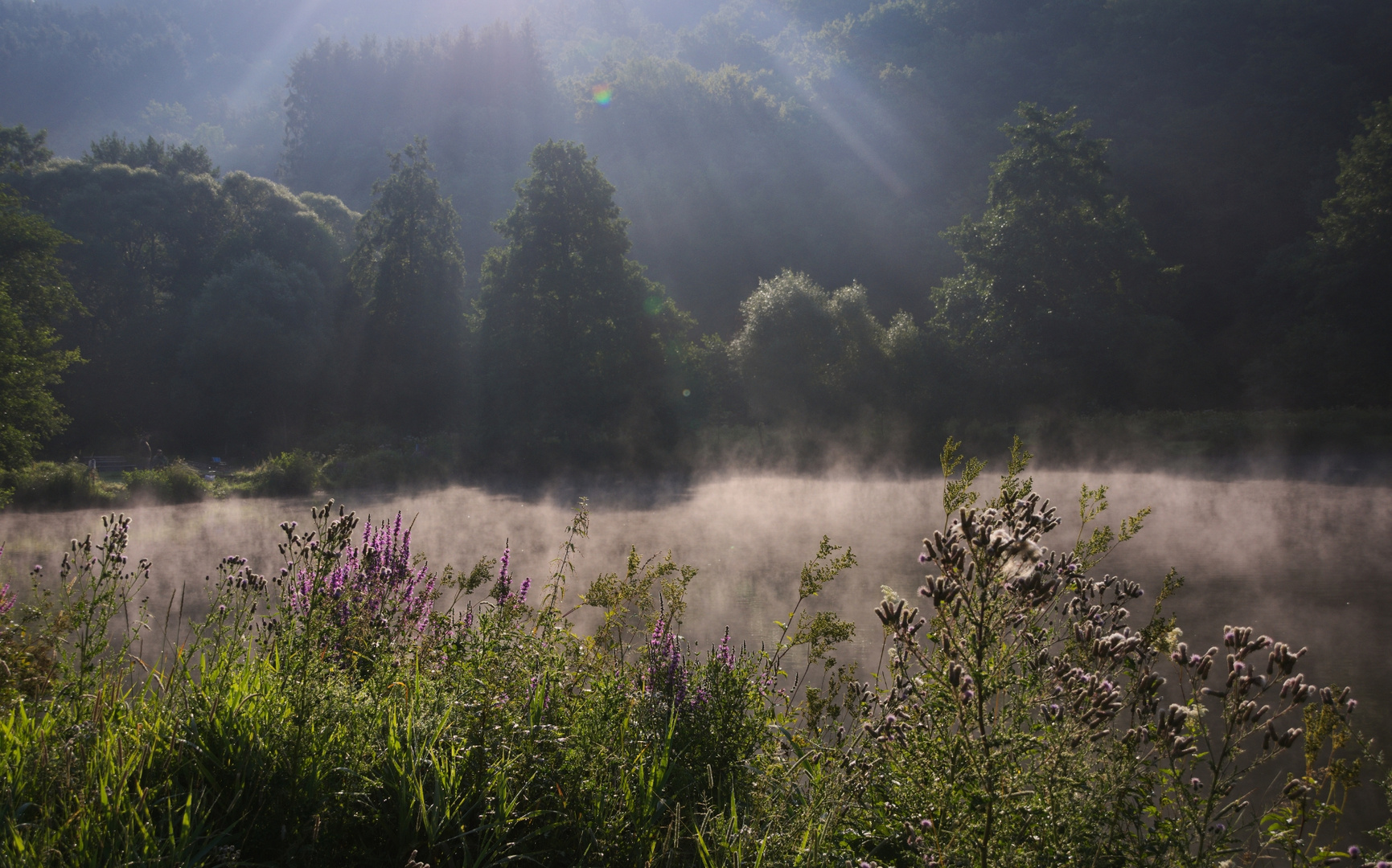 Nebel über dem Weiher