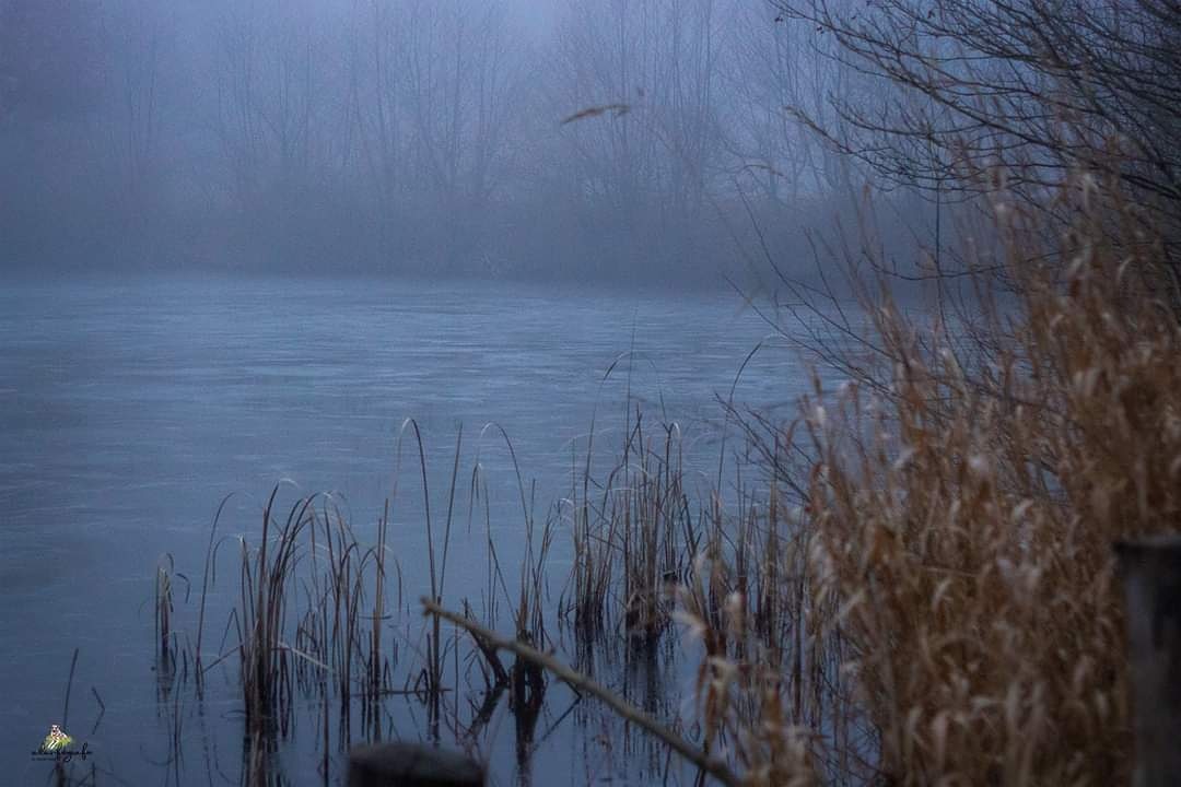 Nebel über dem Weiher