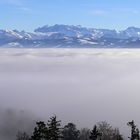 Nebel über dem Zürichsee