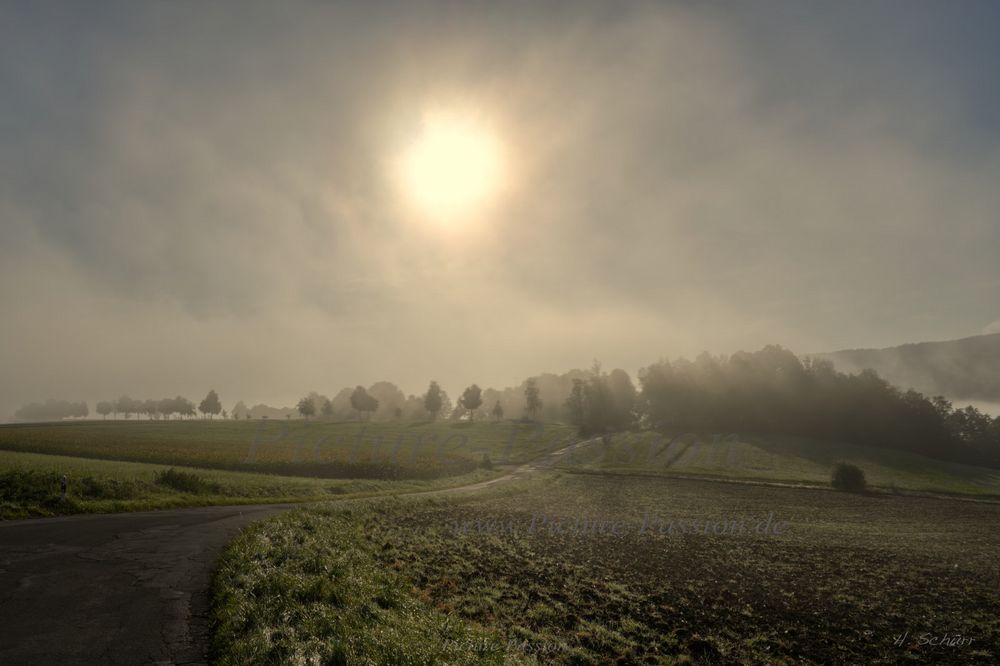 Nebel über den Bäumen