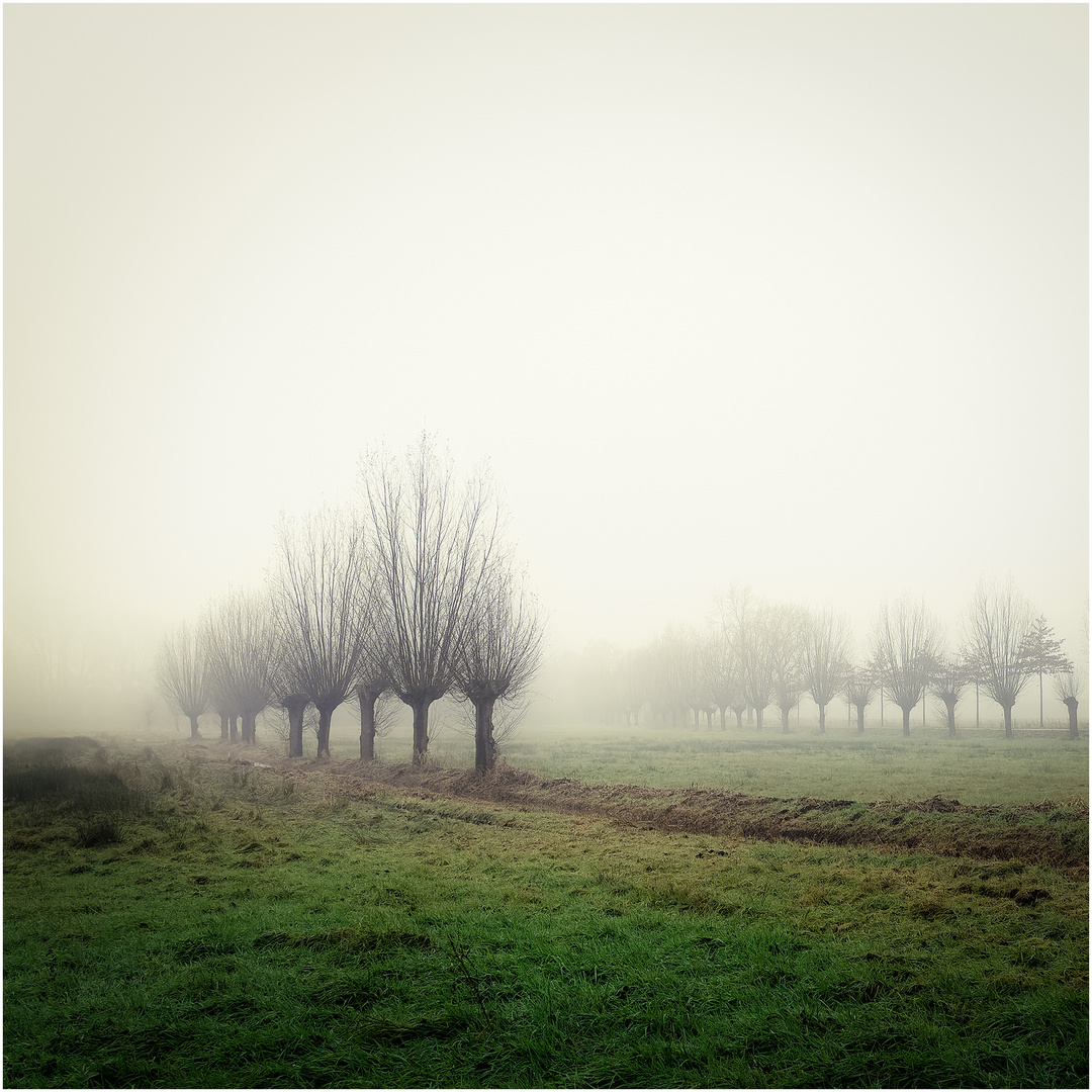 Nebel über den Feldern....