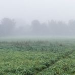 NEBEL ÜBER DEN FELDERN