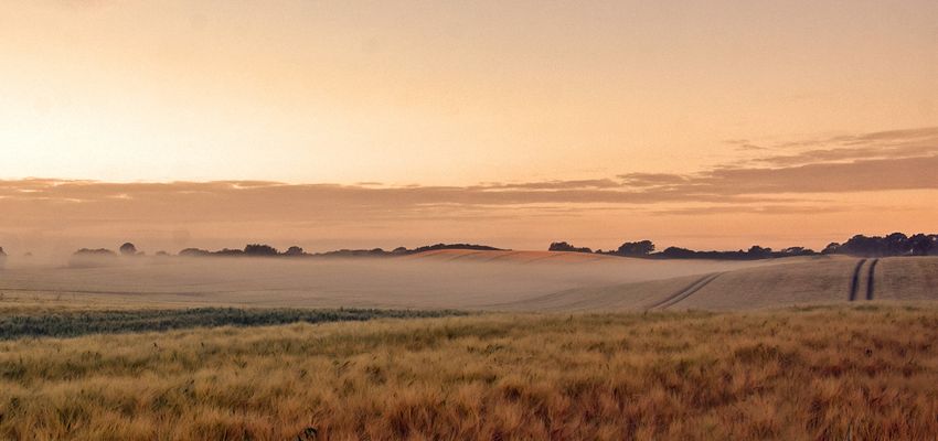 Nebel über den Feldern.....