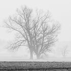 NEBEL ÜBER DEN FELDERN