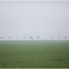 Nebel über den Feldern 