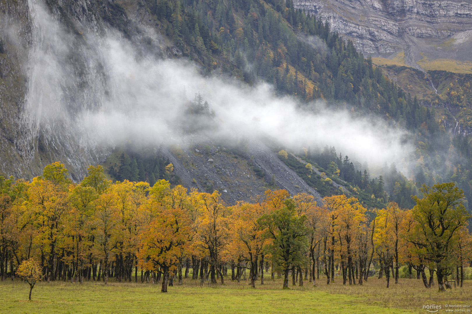 Nebel über den Herbstbäumen