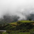Nebel über den Reisterrassen