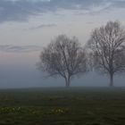 Nebel über den See