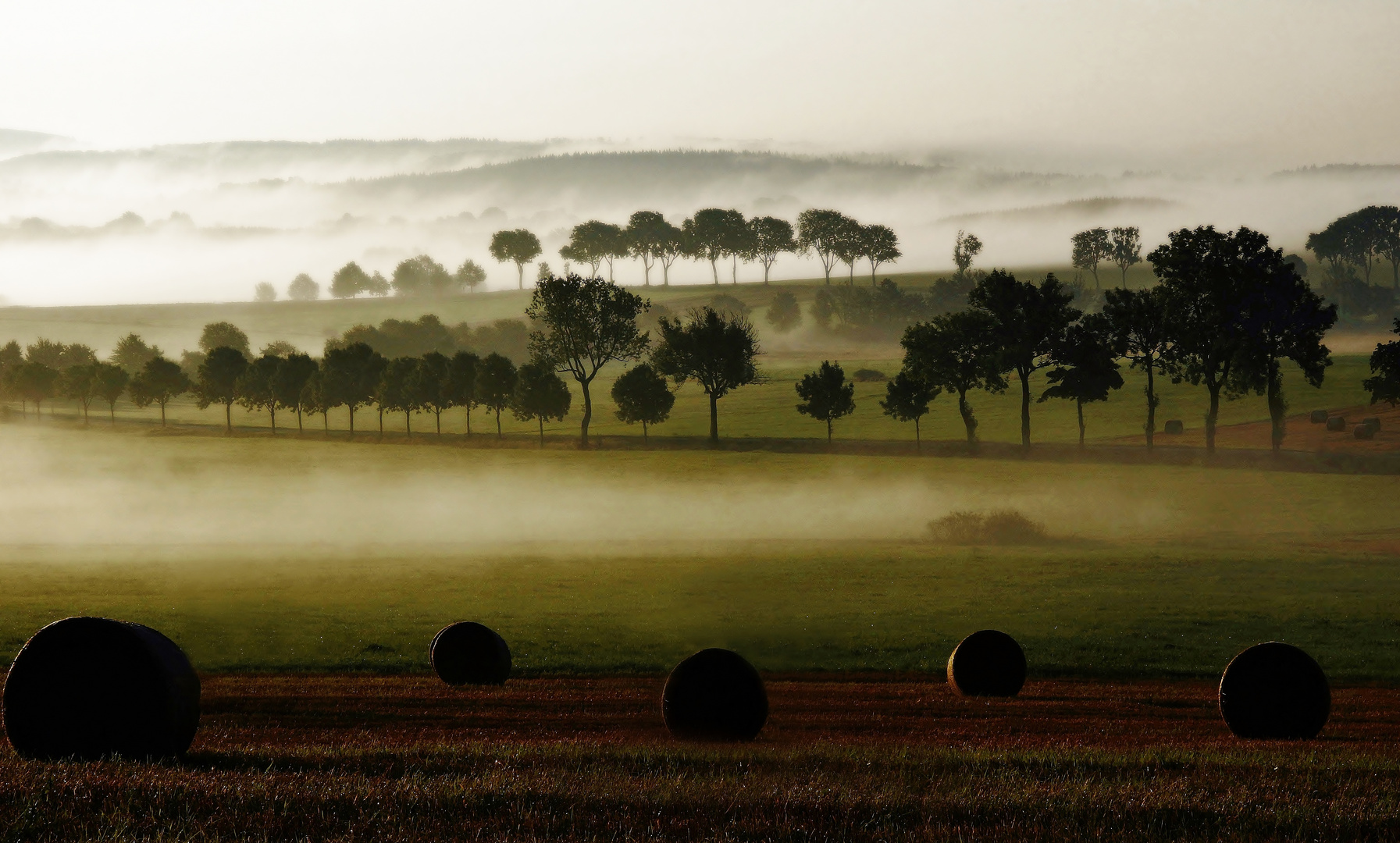 Nebel über den Wäldern