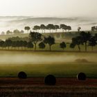 Nebel über den Wäldern