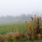Nebel über den Weiden