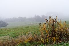 Nebel über den Weiden