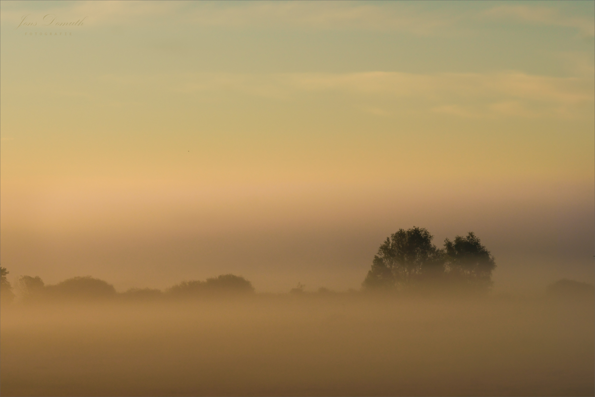 Nebel über den Wiesen (1)