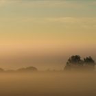 Nebel über den Wiesen (1)